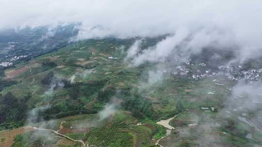 航拍广西绿色水果金桔种植基地