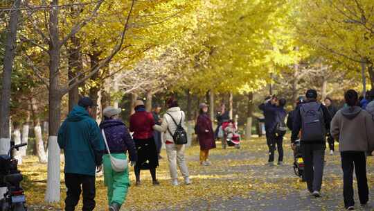 风吹落叶飘落 公园游人们 秋天景色金色