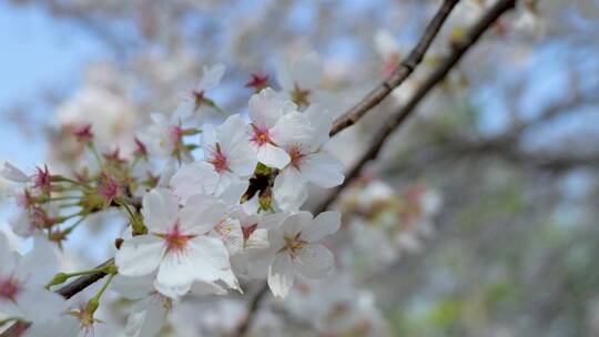 春天的樱花花朵视频素材模板下载