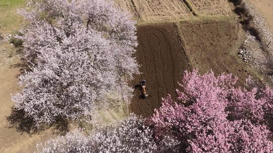 新疆喀什 春天开花 杏花村盛开 一片花树