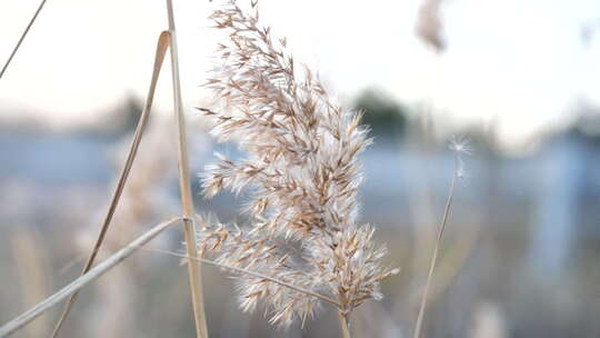 芦苇 禾本科 花 干芦苇 被子植物