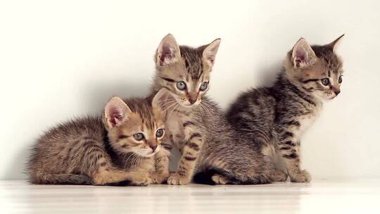三只可爱的小猫咪