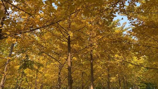 济南黄河银杏林，千亩金黄景色壮观