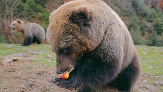 熊吃苹果视频素材模板下载