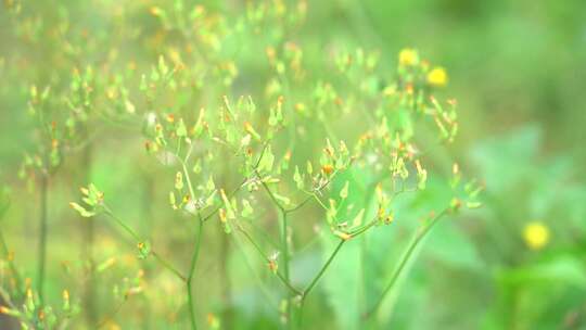 钻野紫菀 野菜 草本植物 菊科 顽固杂草