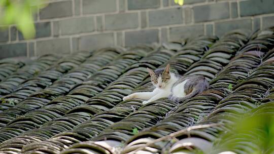 屋顶休息的猫咪