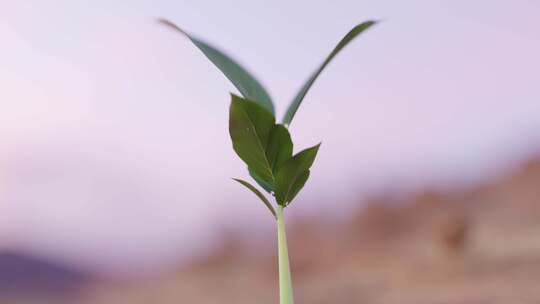 植物，生长，沙漠，树叶