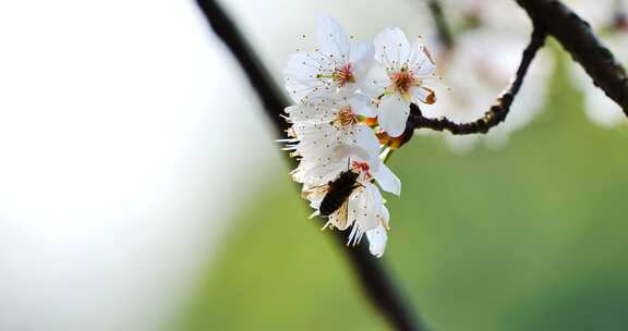 4k池塘边的樱花花簇特写升格