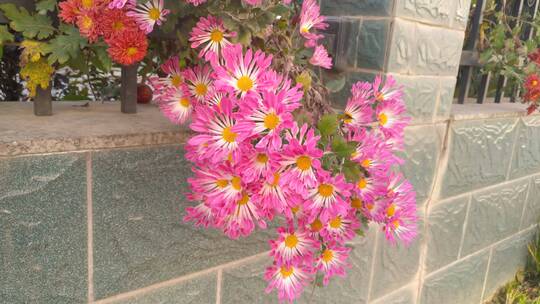 菊展粉红色的漂亮菊花