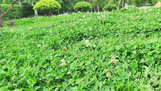 疫情街道街头小区绿色植物街头实拍