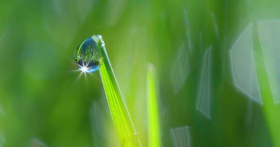 水滴 植物 雨滴 露珠 草地 绿色