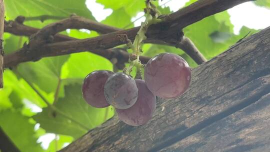 葡萄树上的水果
