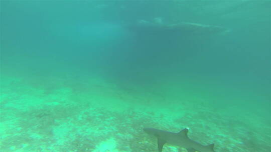 海底游泳的鲨鱼视频素材模板下载