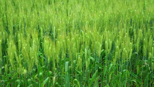夏天小满芒种节气绿色麦田里清新的小麦麦穗