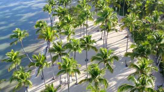 田园诗般的热带加勒比海滩——白沙和棕榈树；空中视频素材模板下载