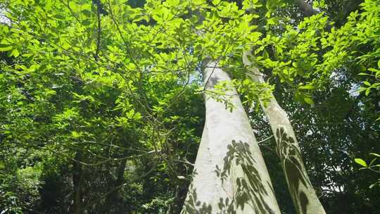 黎母山繁茂树林实拍