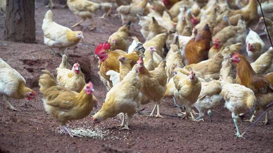 乡村生态养鸡场鸡群吃食