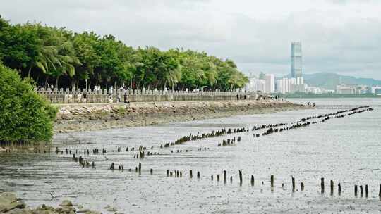 深圳湾滩涂