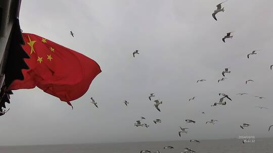 海鸥海鸟跟着行驶的轮船后海洋风光