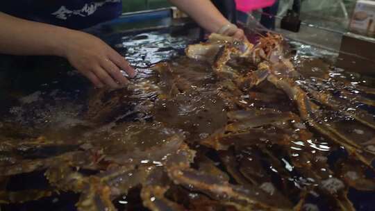 大龙虾抓龙虾海鲜澳洲龙虾生鲜视频素材模板下载