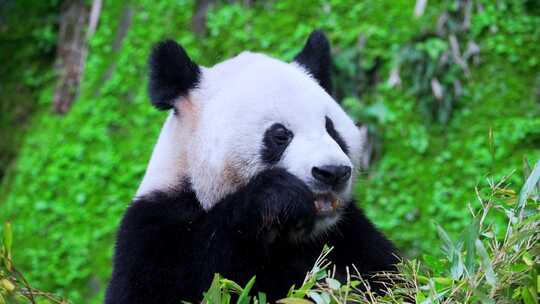 可爱大熊猫吃竹叶视频合集