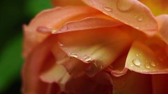 玫瑰花花瓣水珠露水特写，花瓣上的雨滴水滴