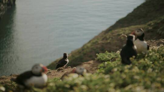 长焦拍摄大西洋海雀