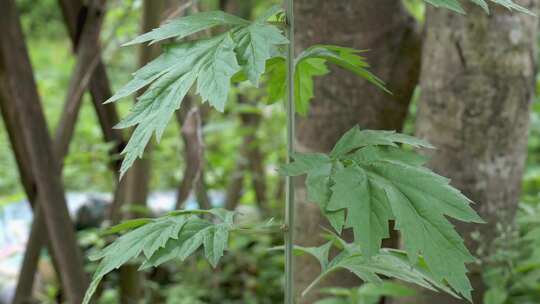 绿色艾草枝叶特写