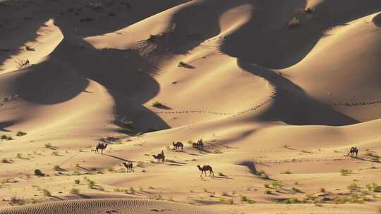 沙漠沙丘荒漠无人区里放牧的骆驼群