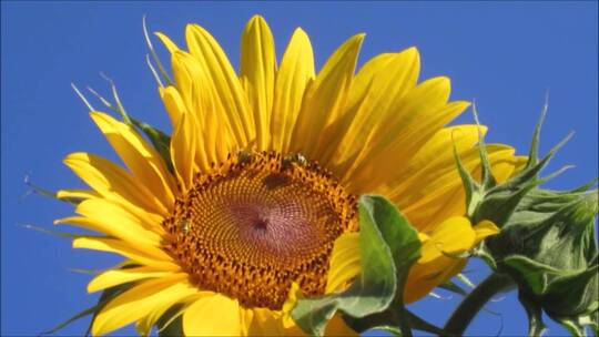 向日葵上的蜜蜂视频素材模板下载