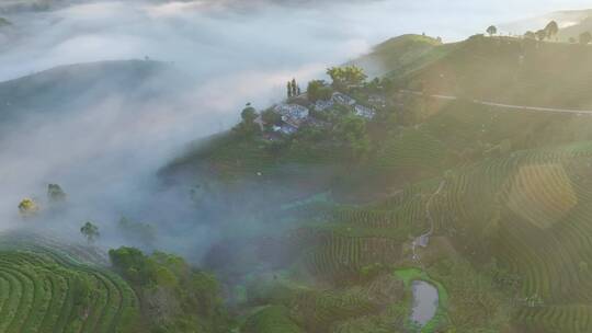 航拍云雾中的茶山茶园