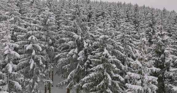 森林，奥地利，冬天，雪