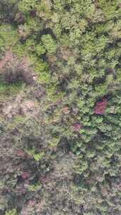 竖版航拍秋天森岭枯黄植物树枝树叶