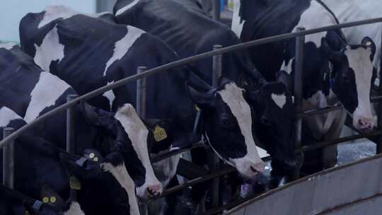 现代奶牛场内部奶牛及自动化挤奶产线视频素材模板下载
