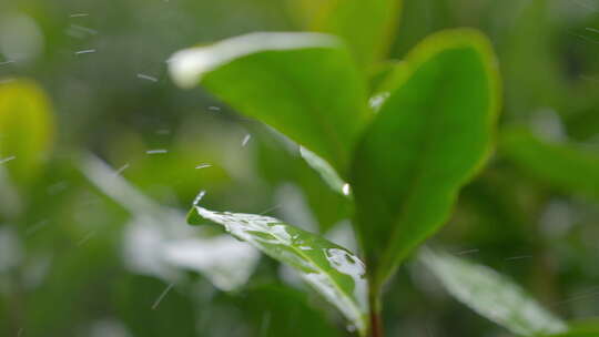 茶叶 春天 嫩叶 茶树 