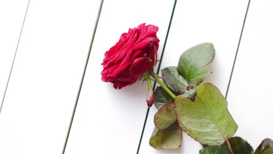 桌子上的红玫瑰