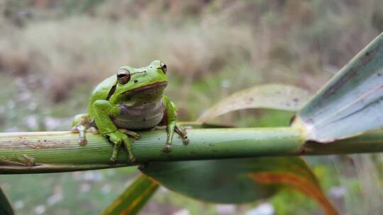 绿色的青蛙站在绿色的树枝上