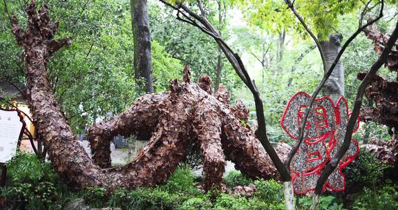 （慢镜）中国杭州灵隐寺下雨天