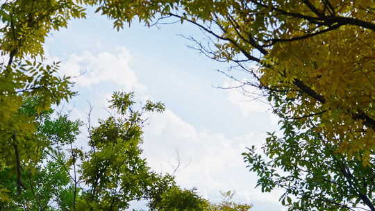 秋日暖阳 秋天阳光 秋天 风景 唯美秋天