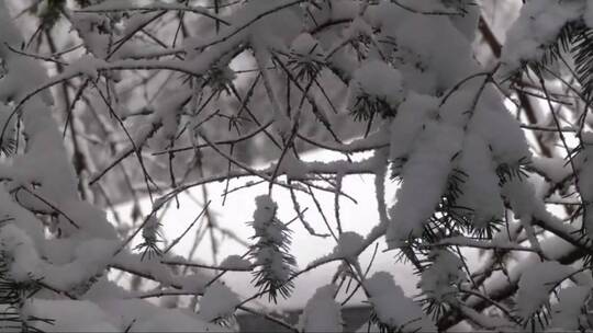 大雪落在树枝上视频素材模板下载