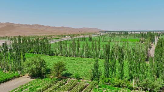 新疆吐鲁番库木塔格沙漠绿洲