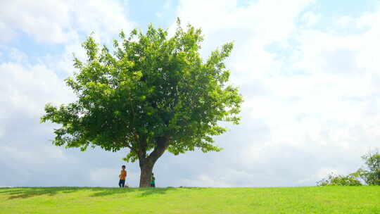 草坪上的一棵树 小孩大树下玩耍 童年