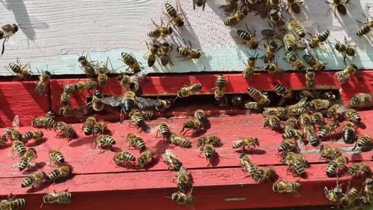 成群的蜜蜂