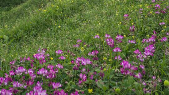 大自然美景春天草原湿地的野花