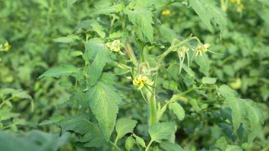 农业蔬菜大棚番茄