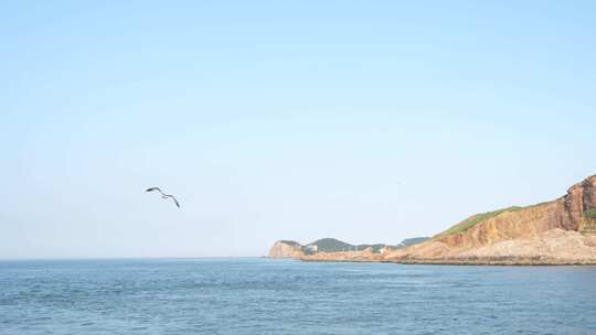 晴天海鸥在海面飞翔