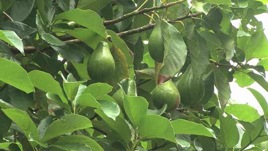 牛油果种植生产基地视频素材模板下载