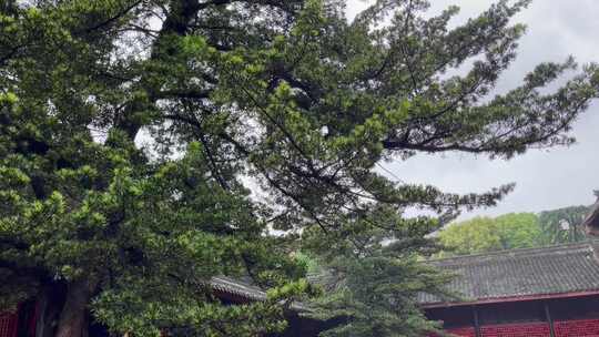 下雨天古建筑庭院房檐摇变焦