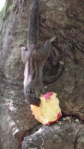 松鼠在树上啃食苹果