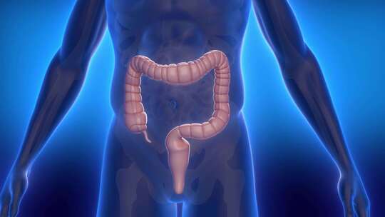 胃肠 肠胃蠕动 消化系统视频素材模板下载